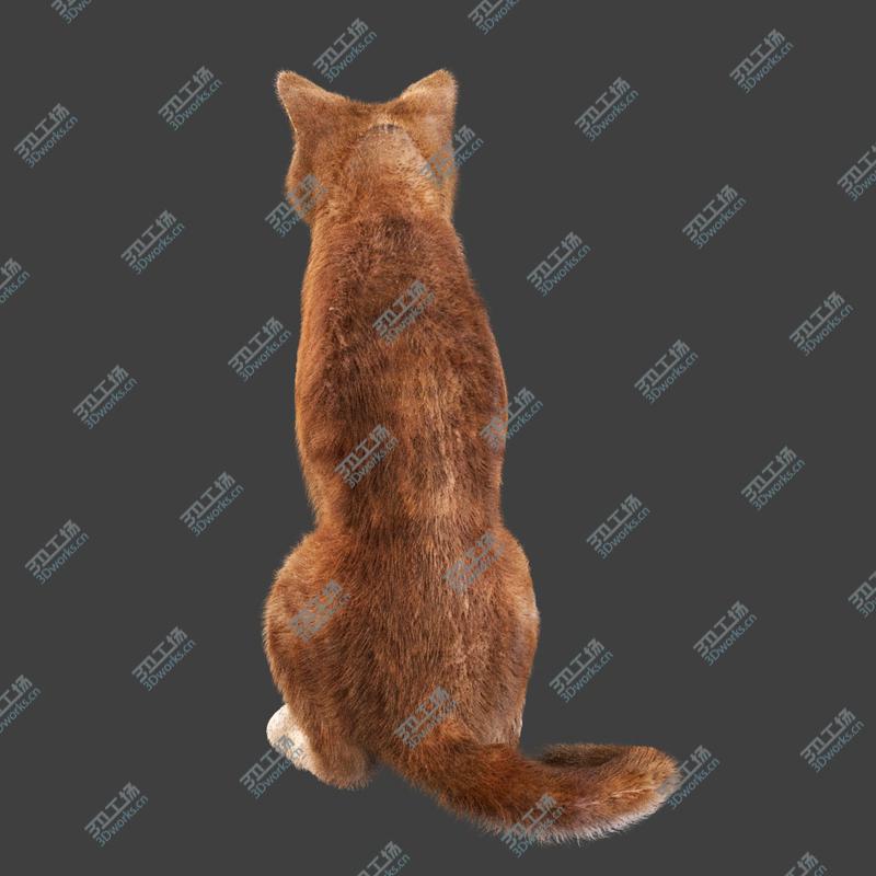 images/goods_img/2021040164/Cat Red Rigged/4.jpg